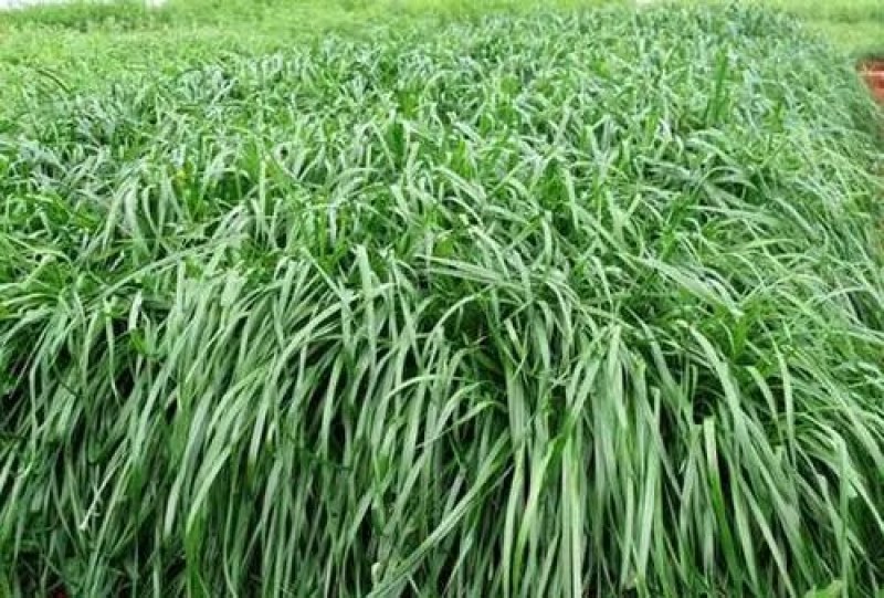 冬牧70黑麦草种子耐寒高产猪牛羊鸡鸭鱼鼠兔牧草每亩25斤