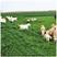 冬牧70黑麦草种子耐寒高产猪牛羊鸡鸭鱼鼠兔牧草每亩25斤