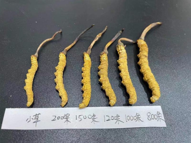 西藏青海甘孜阿坝高海拔冬虫夏草天然晒干（野生干草）