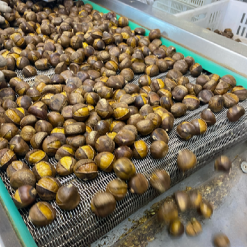 迁西板栗冰栗子质优价廉大量有货欢迎各位客商联系