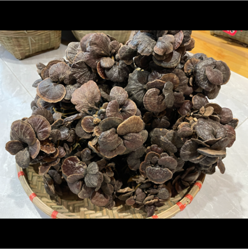 野生小灵芝，高脚，味道香，竹灵芝，黑灵芝，小野灵芝