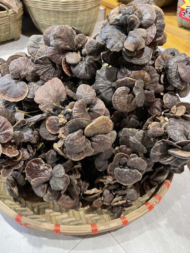 野生小灵芝，高脚，味道香，竹灵芝，黑灵芝，小野灵芝