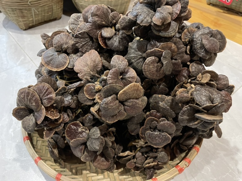 野生小灵芝，高脚，味道香，竹灵芝，黑灵芝，小野灵芝