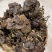 野生小灵芝，高脚，味道香，竹灵芝，黑灵芝，小野灵芝