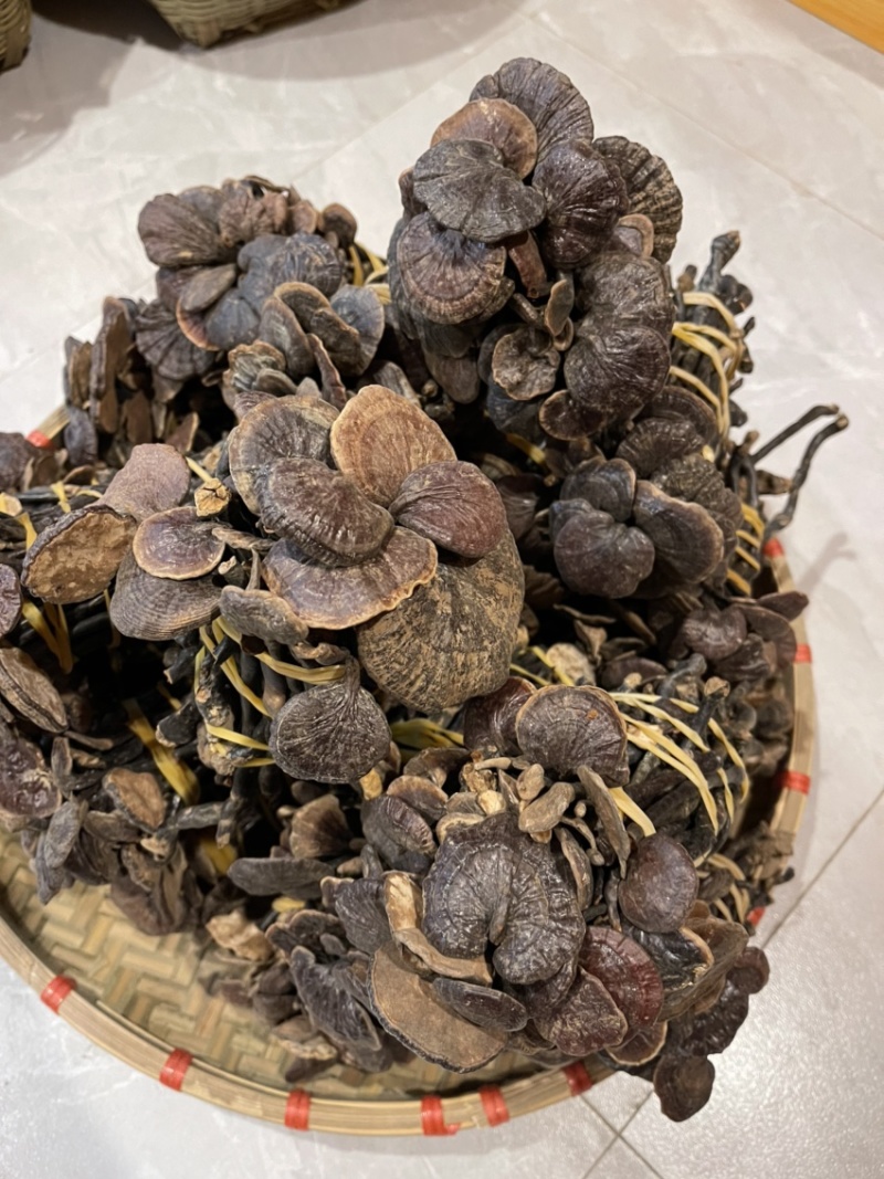 野生小灵芝，高脚，味道香，竹灵芝，黑灵芝，小野灵芝