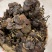 野生小灵芝，高脚，味道香，竹灵芝，黑灵芝，小野灵芝