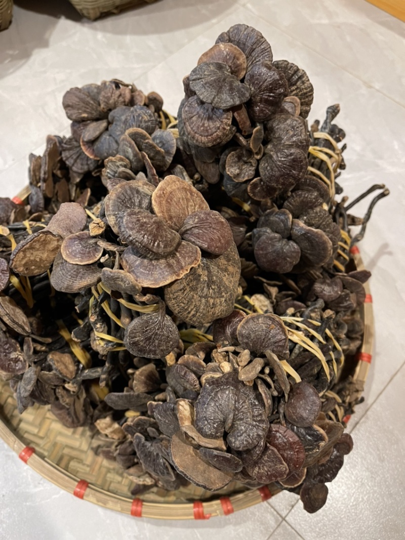 野生小灵芝，高脚，味道香，竹灵芝，黑灵芝，小野灵芝