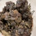野生小灵芝，高脚，味道香，竹灵芝，黑灵芝，小野灵芝