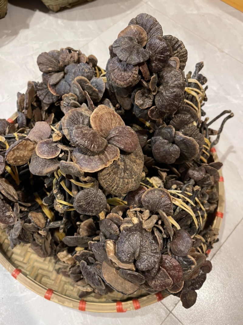 野生小灵芝，高脚，味道香，竹灵芝，黑灵芝，小野灵芝