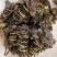 野生小灵芝，高脚，味道香，竹灵芝，黑灵芝，小野灵芝