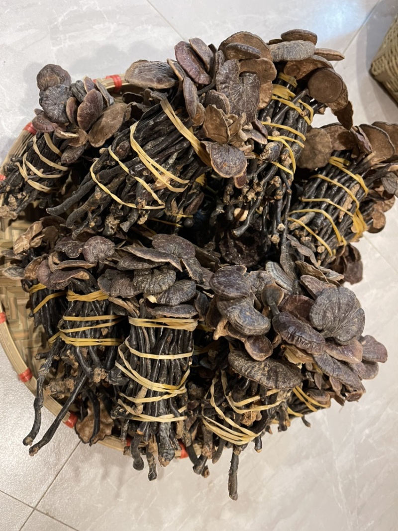 野生小灵芝，高脚，味道香，竹灵芝，黑灵芝，小野灵芝