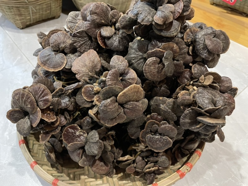 野生小灵芝，高脚，味道香，竹灵芝，黑灵芝，小野灵芝