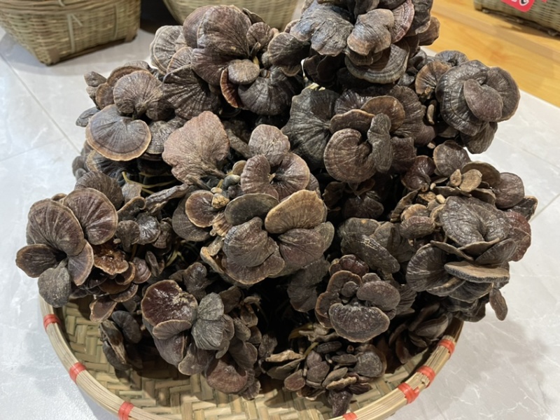 野生小灵芝，高脚，味道香，竹灵芝，黑灵芝，小野灵芝