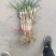 羊角葱大葱毛葱2cm左右25~30cm
