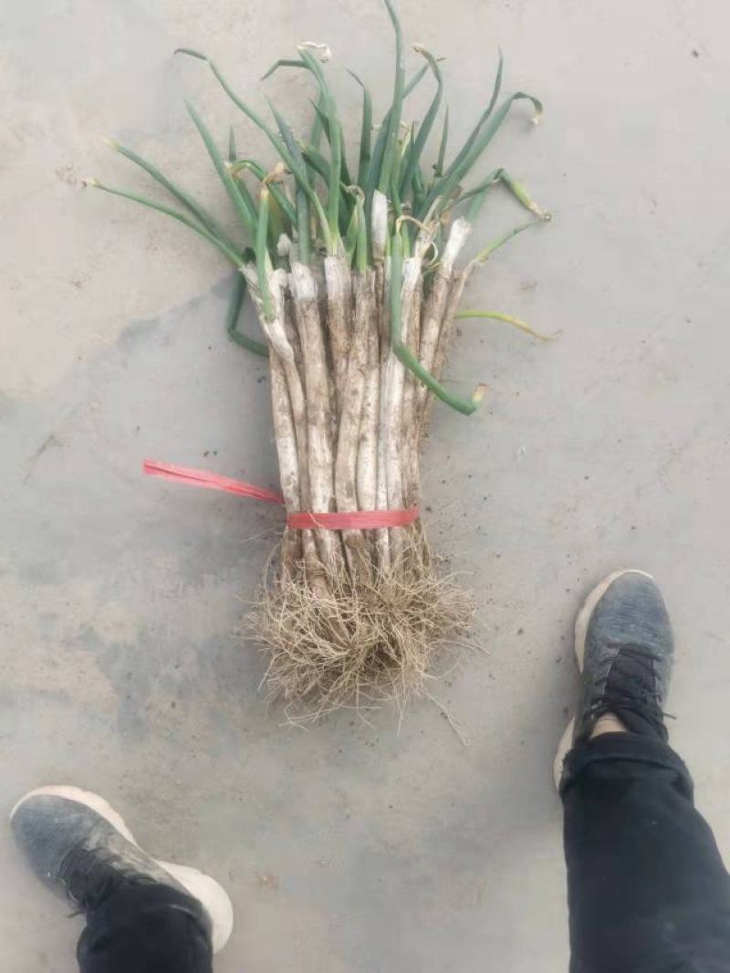 羊角葱大葱毛葱2cm左右25~30cm