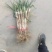 羊角葱大葱毛葱2cm左右25~30cm