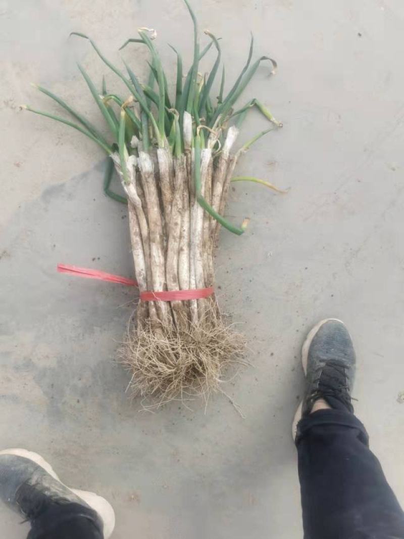 羊角葱大葱毛葱2cm左右25~30cm