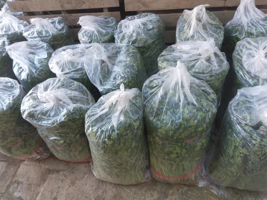 香菜与其他香草一起保存在冰箱中的图片