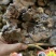 2021纯野生黑灵芝，苞粉灵芝，小灵芝