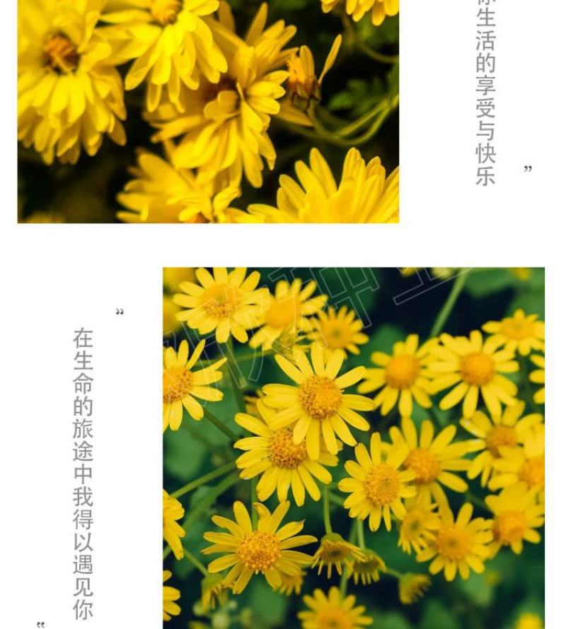 野菊花种子野黄菊新鲜食用食品杀菌煲汤泡茶泡脚泡酒养生野菜