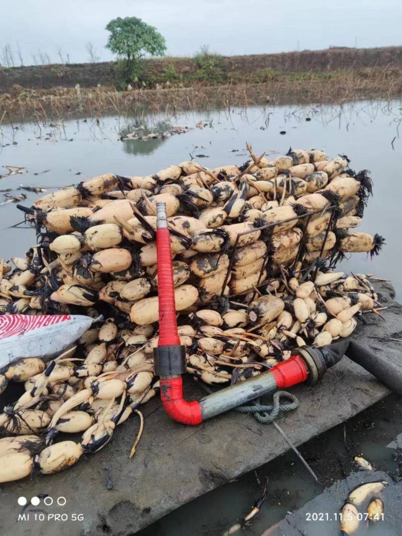 精品大地红莲藕加工场粤西阳光茂名湛江