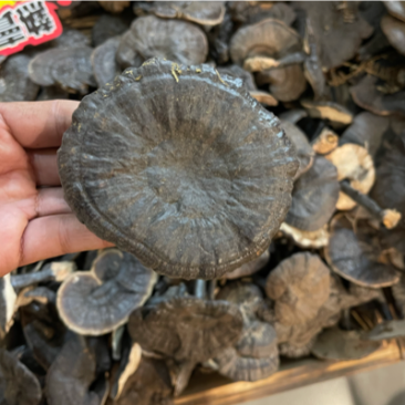 纯野生小黑灵芝，新货