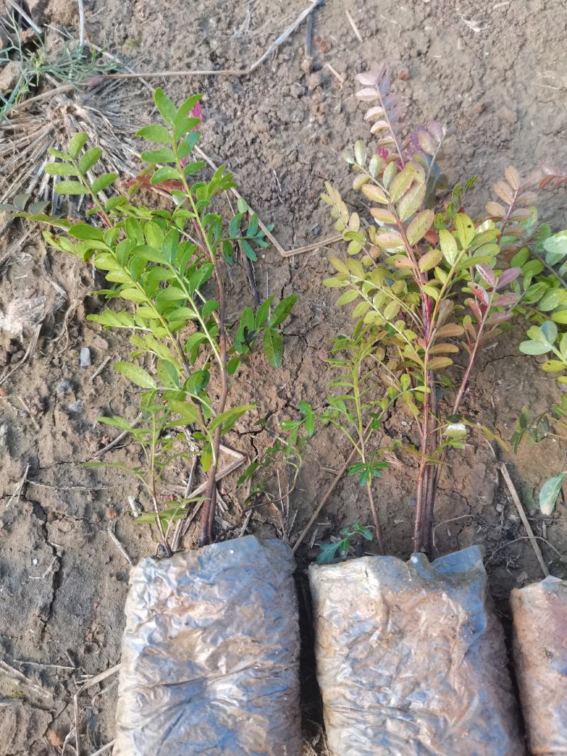 清香木小杯苗，云南昆明宜良清香木种植园直销