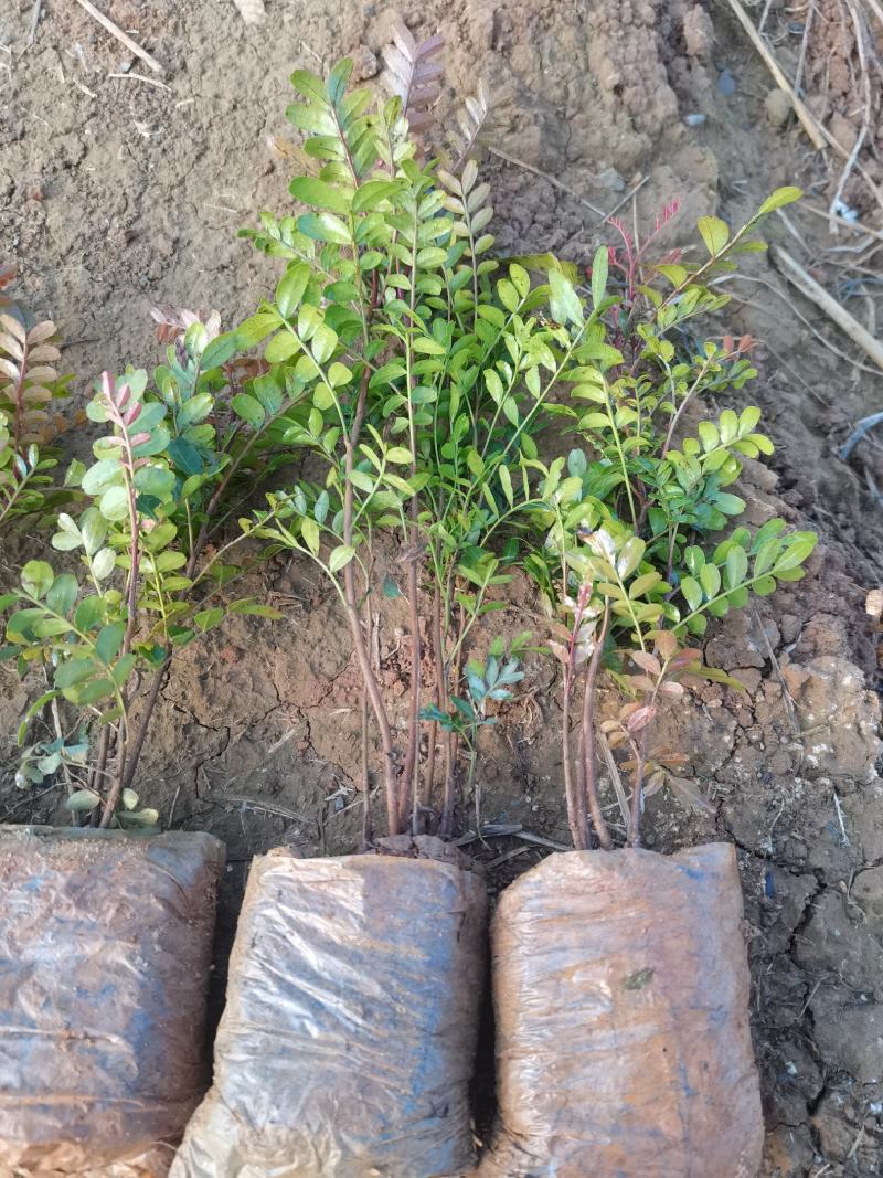 清香木小杯苗，云南昆明宜良清香木种植园直销