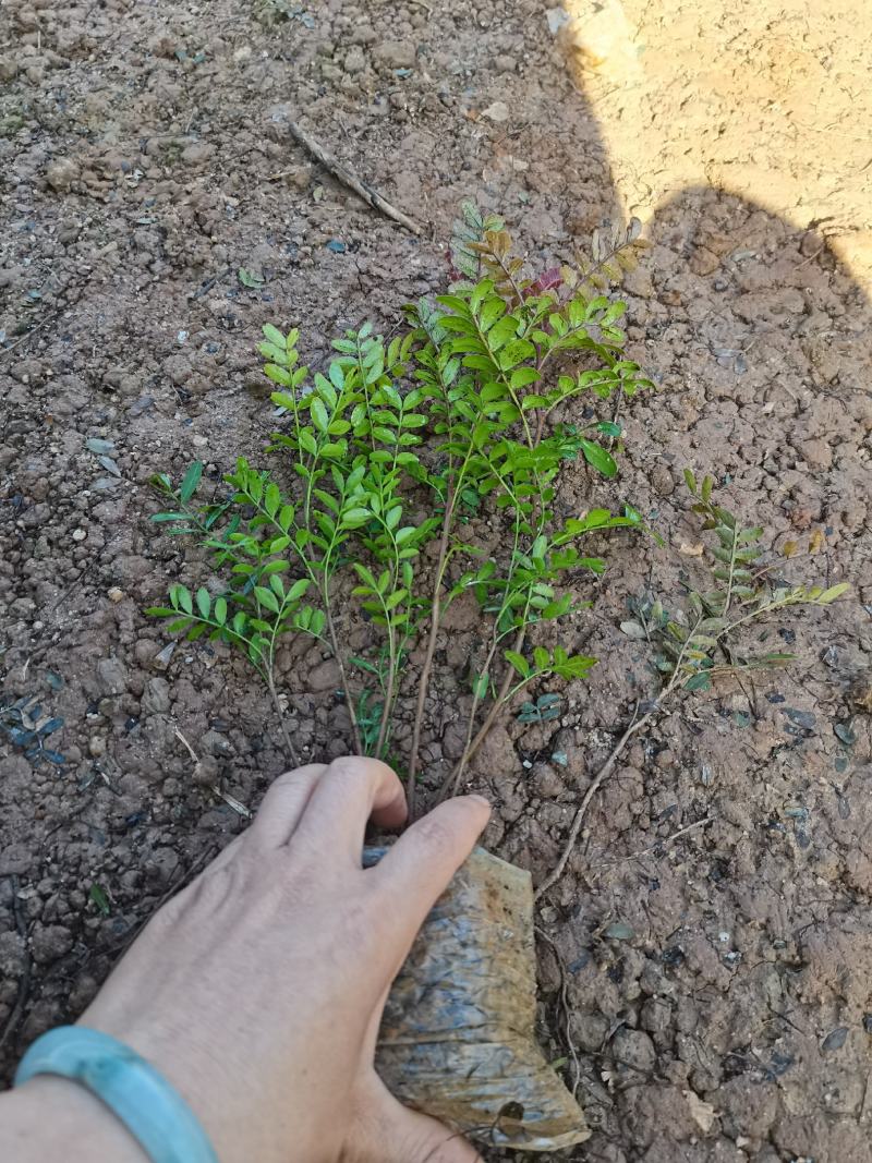 清香木小杯苗，云南昆明宜良清香木种植园直销
