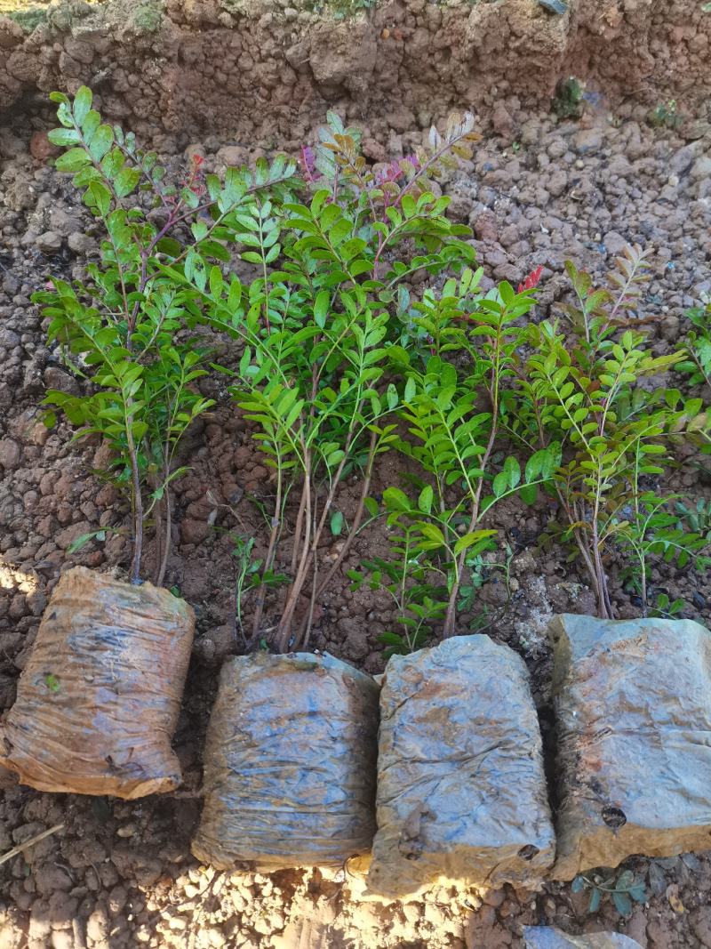清香木小杯苗，云南昆明宜良清香木种植园直销