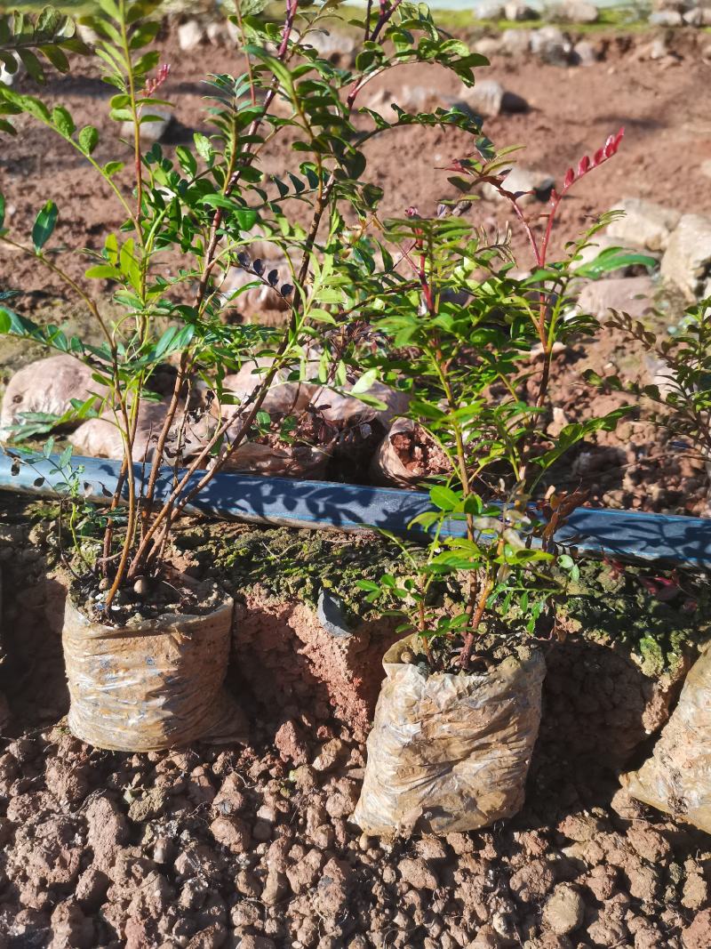 清香木小杯苗，云南昆明宜良清香木种植园直销