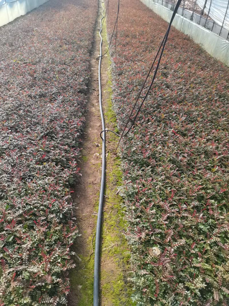 清香木小杯苗，云南昆明宜良清香木种植园直销