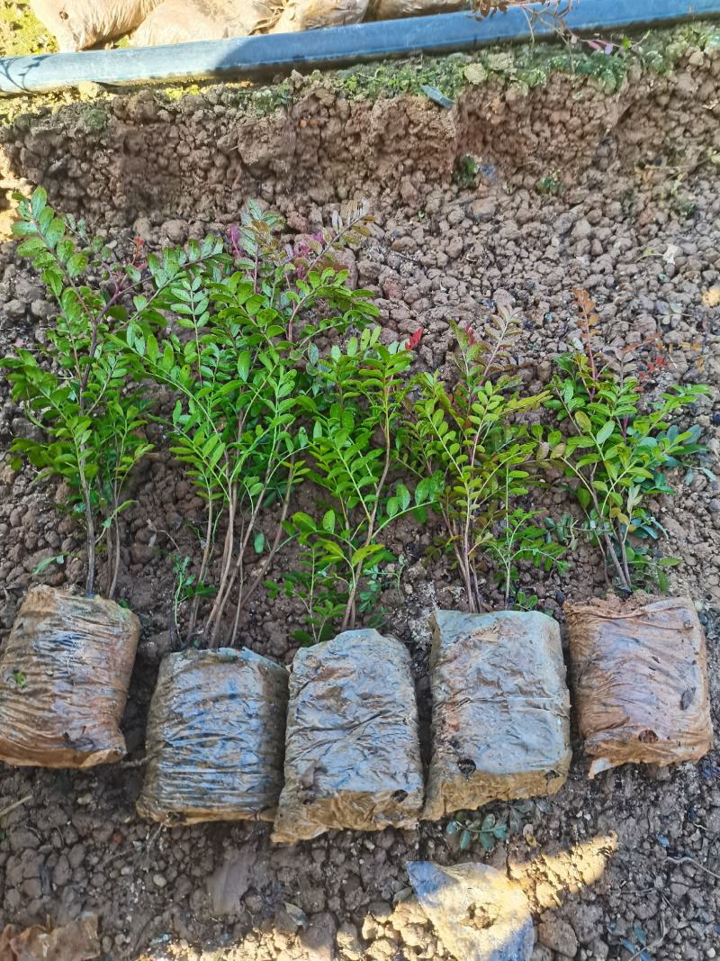 清香木小杯苗，云南昆明宜良清香木种植园直销