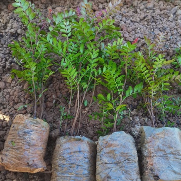 清香木小杯苗，云南昆明宜良清香木种植园直销