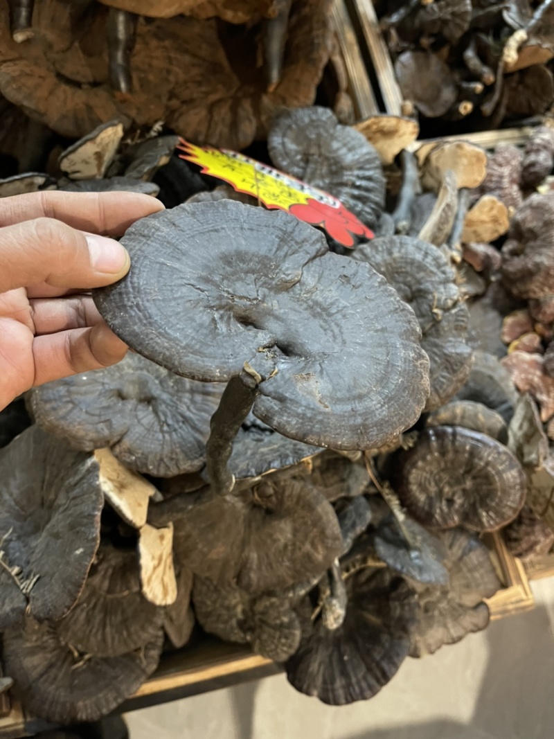 纯野生小黑灵芝，新货