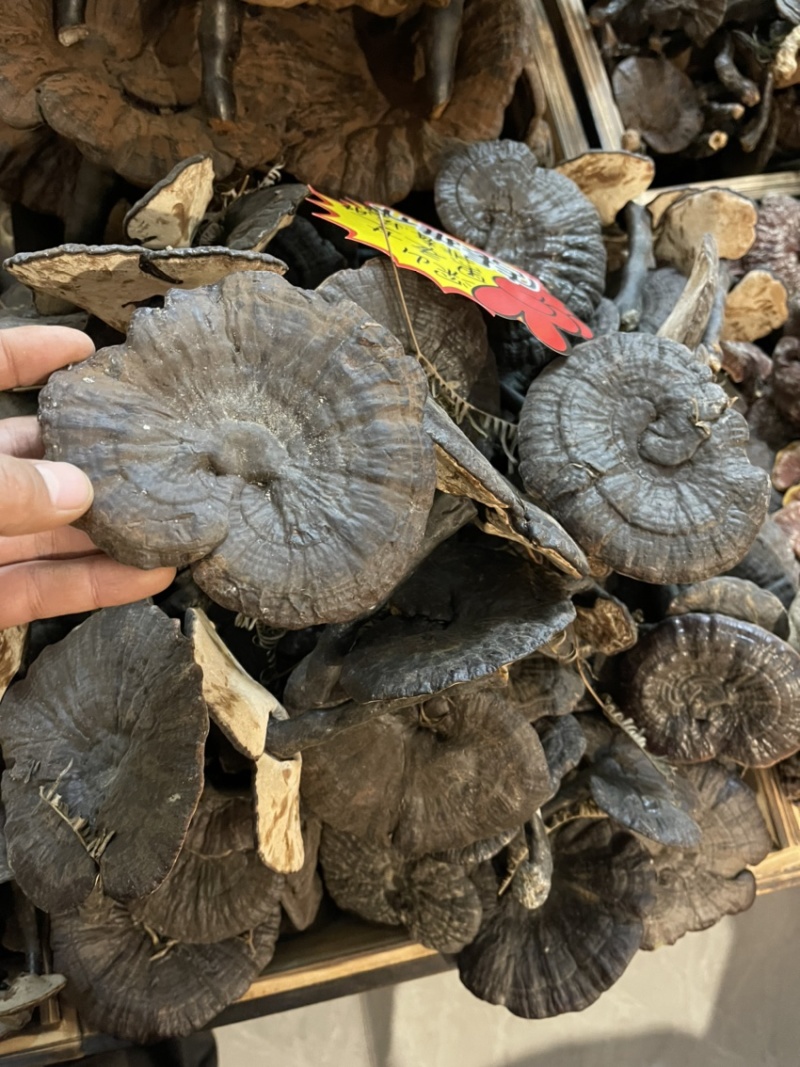 纯野生小黑灵芝，新货