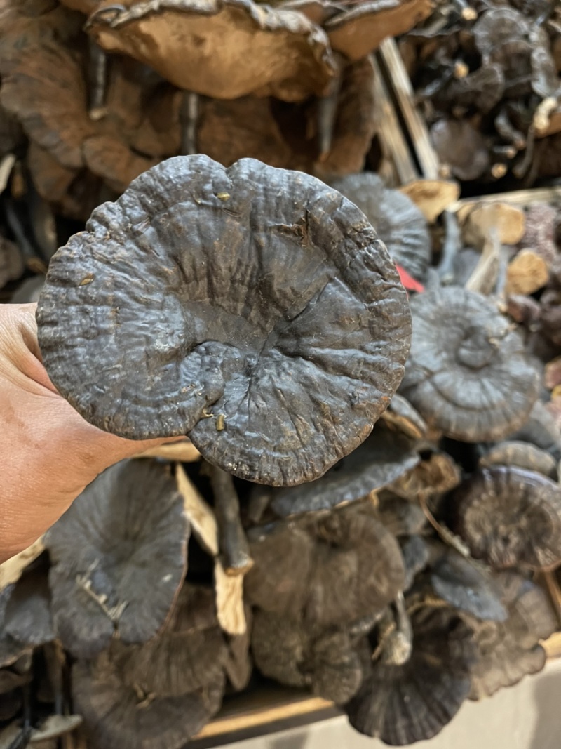 纯野生小黑灵芝，新货