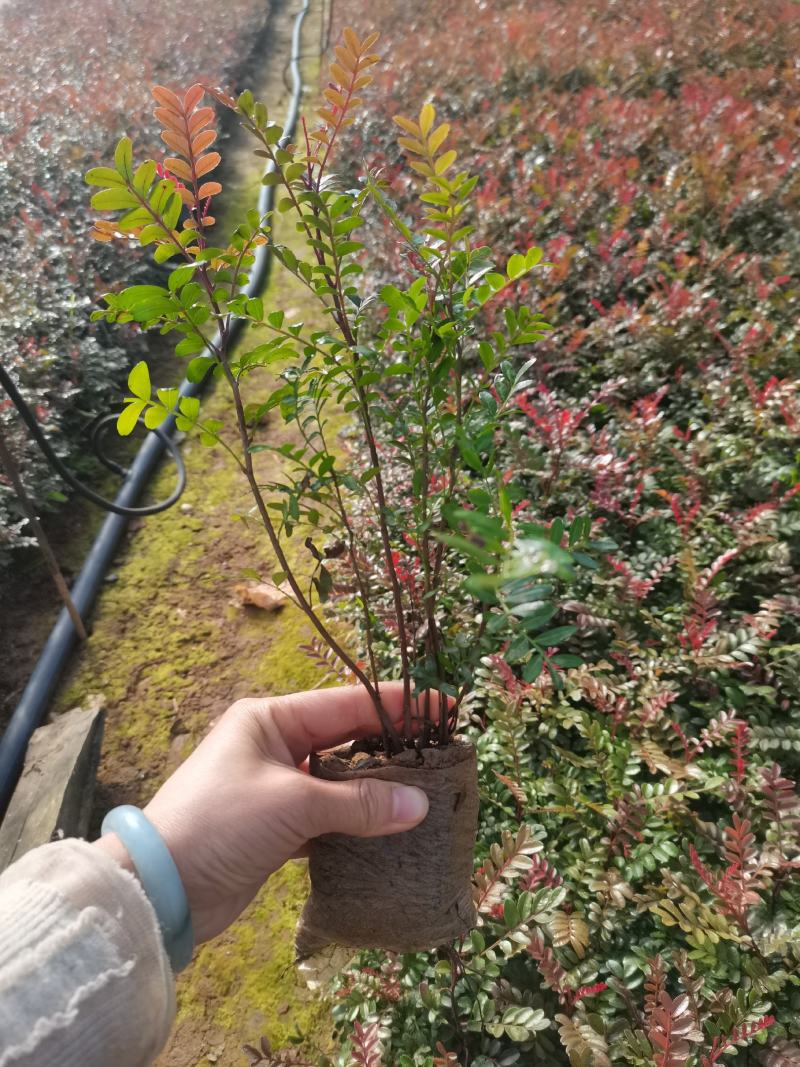 清香木小杯苗，云南昆明宜良清香木种植园直销