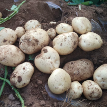 辽宁葫芦岛实验1号土豆产地一手货源货量充足全国发货