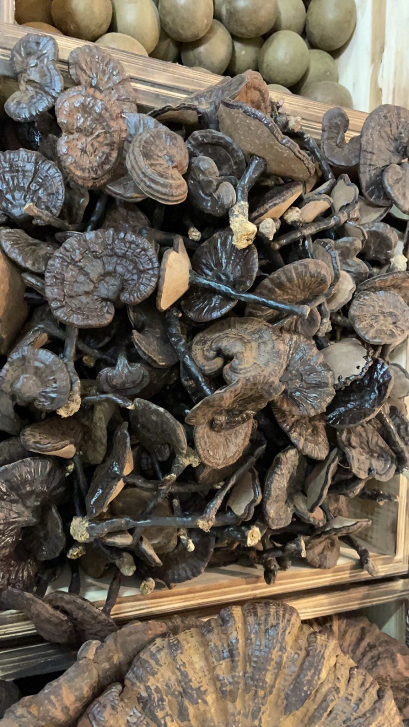 纯野生灵芝