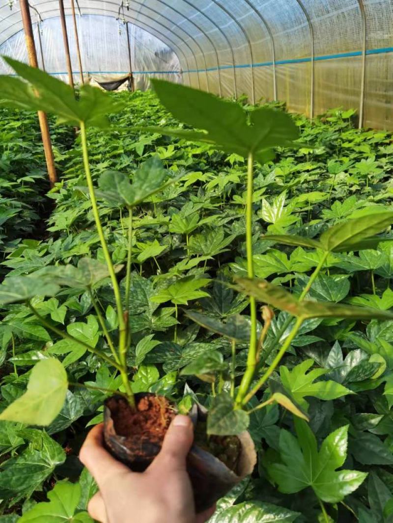 八角金盘小杯苗，云南昆明八角金盘种植园批发