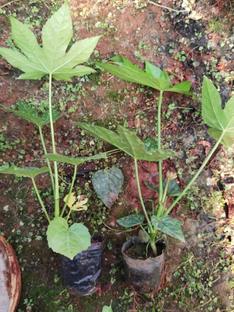 八角金盘小杯苗，云南昆明八角金盘种植园批发