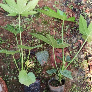 八角金盘小杯苗，云南昆明八角金盘种植园批发