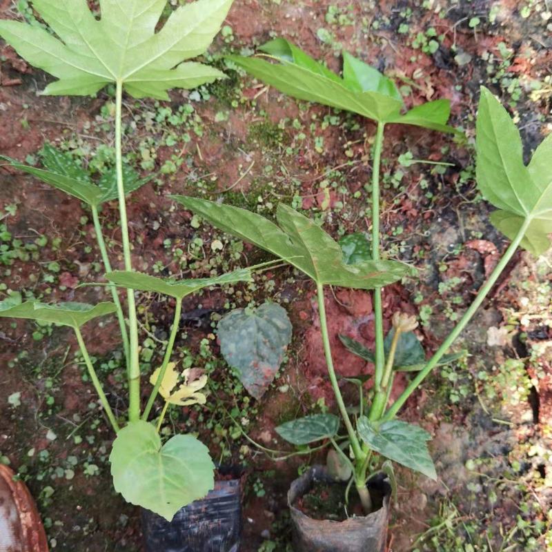 八角金盘小杯苗，云南昆明八角金盘种植园批发