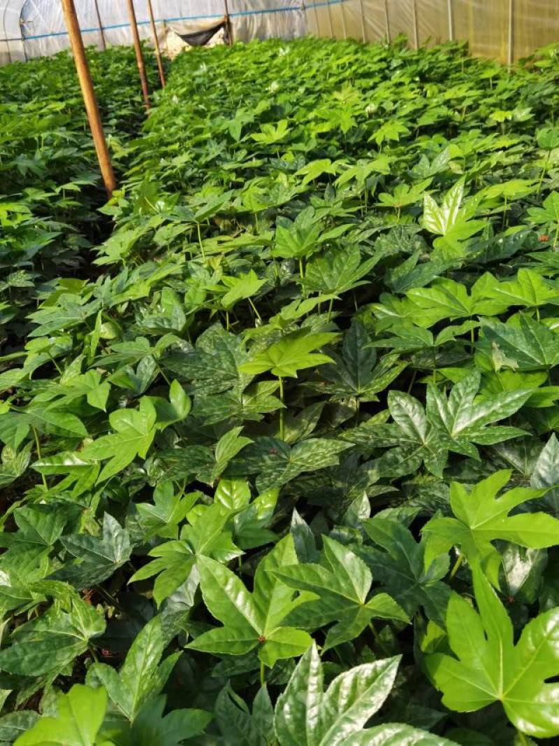 八角金盘小杯苗，云南昆明八角金盘种植园批发