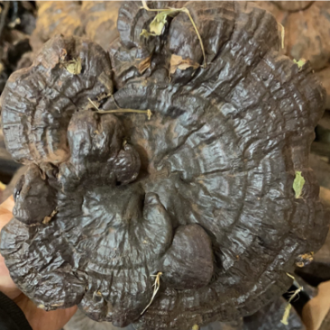 纯野生灵芝
