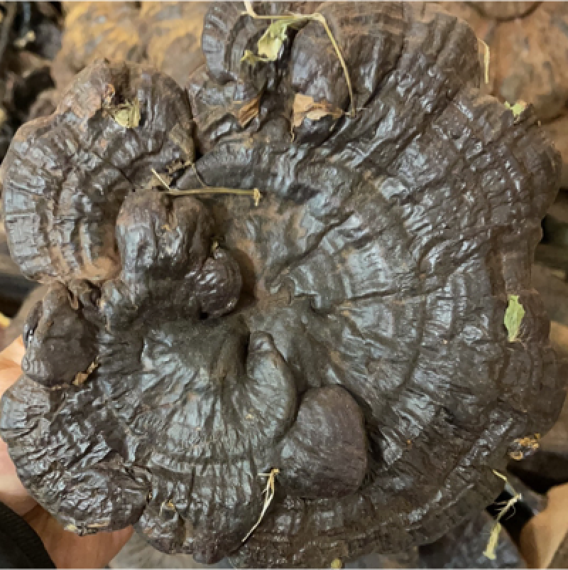 纯野生灵芝