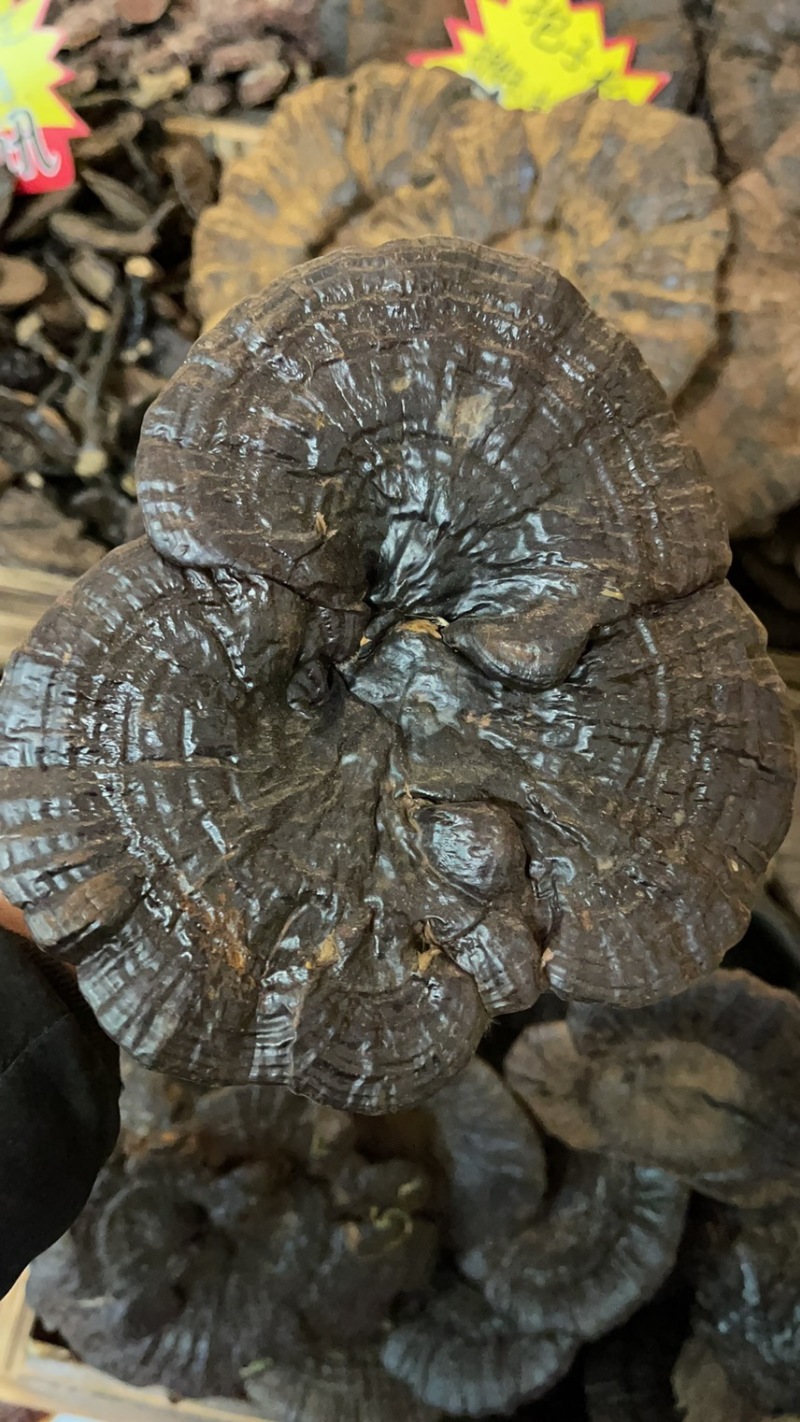纯野生灵芝