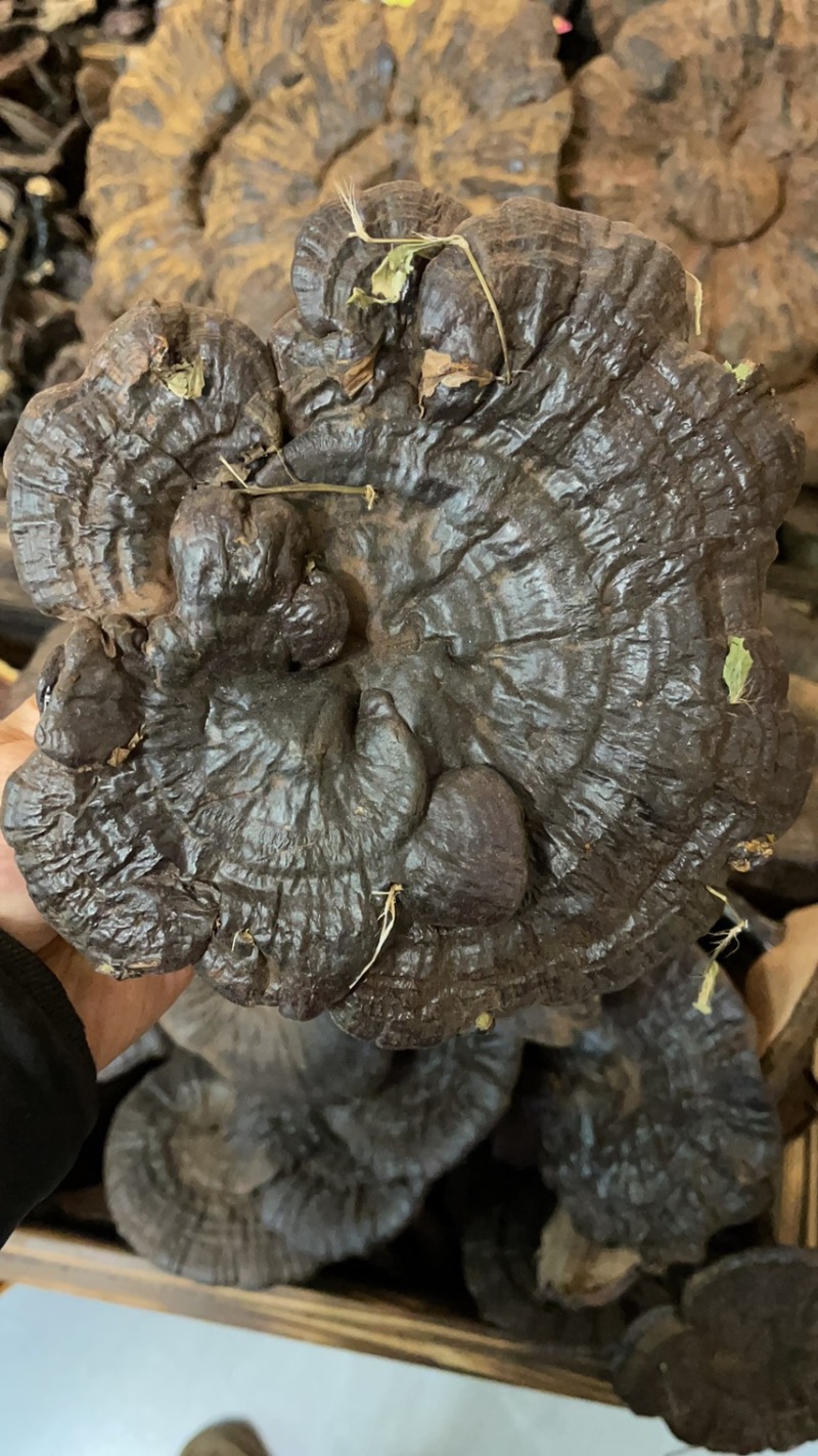 纯野生灵芝