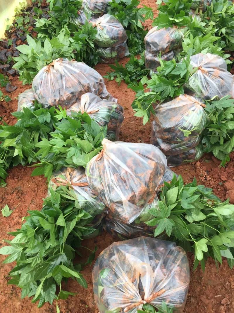 八角金盘小杯苗，云南昆明八角金盘种植园批发